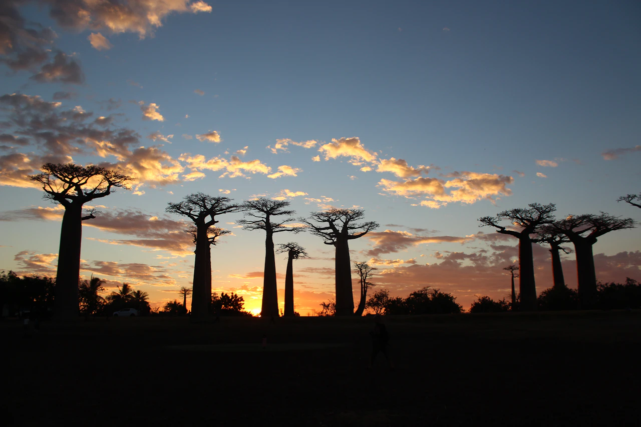 Morondava, 마다가스카르의 매일 챌린지 사진