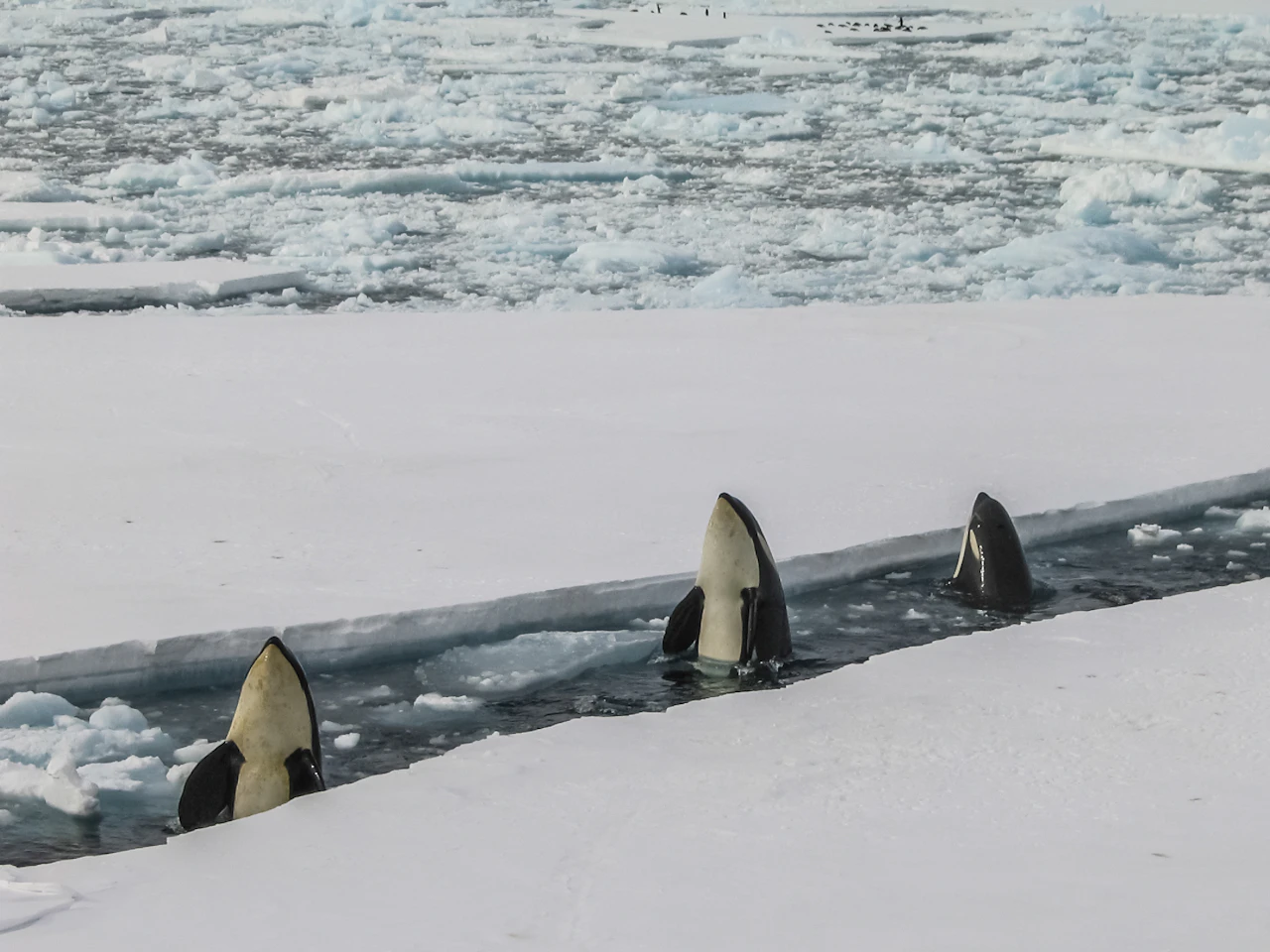 Guess Places in Antarctica