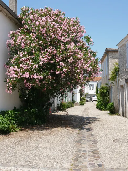 Saint-Martin-de-Ré, Francia