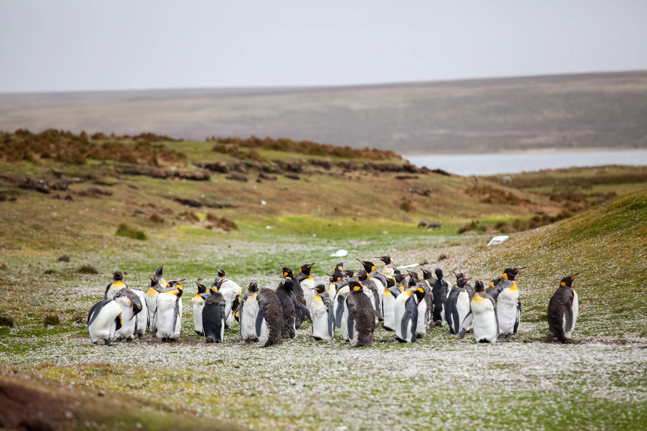 Port Howard, Ilhas Falkland