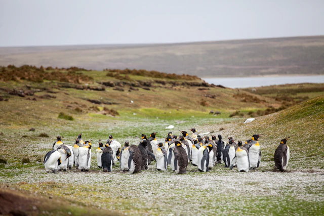 Port Howard, Islas Malvinas