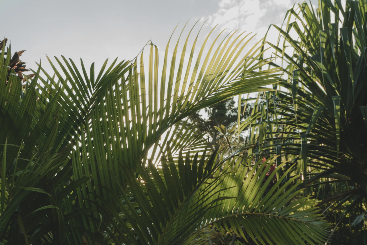 Indovina i luoghi in Vanuatu