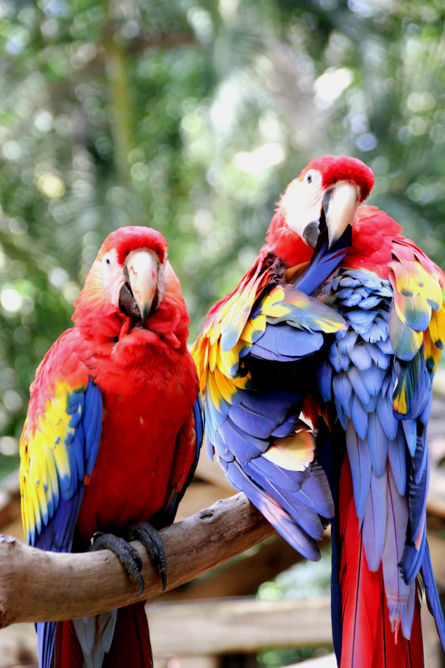 Copán Ruinas, Honduras