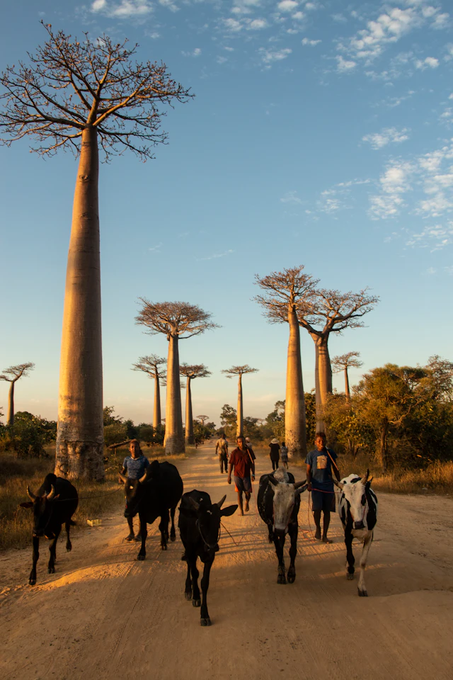 Morondava, Madagaskar