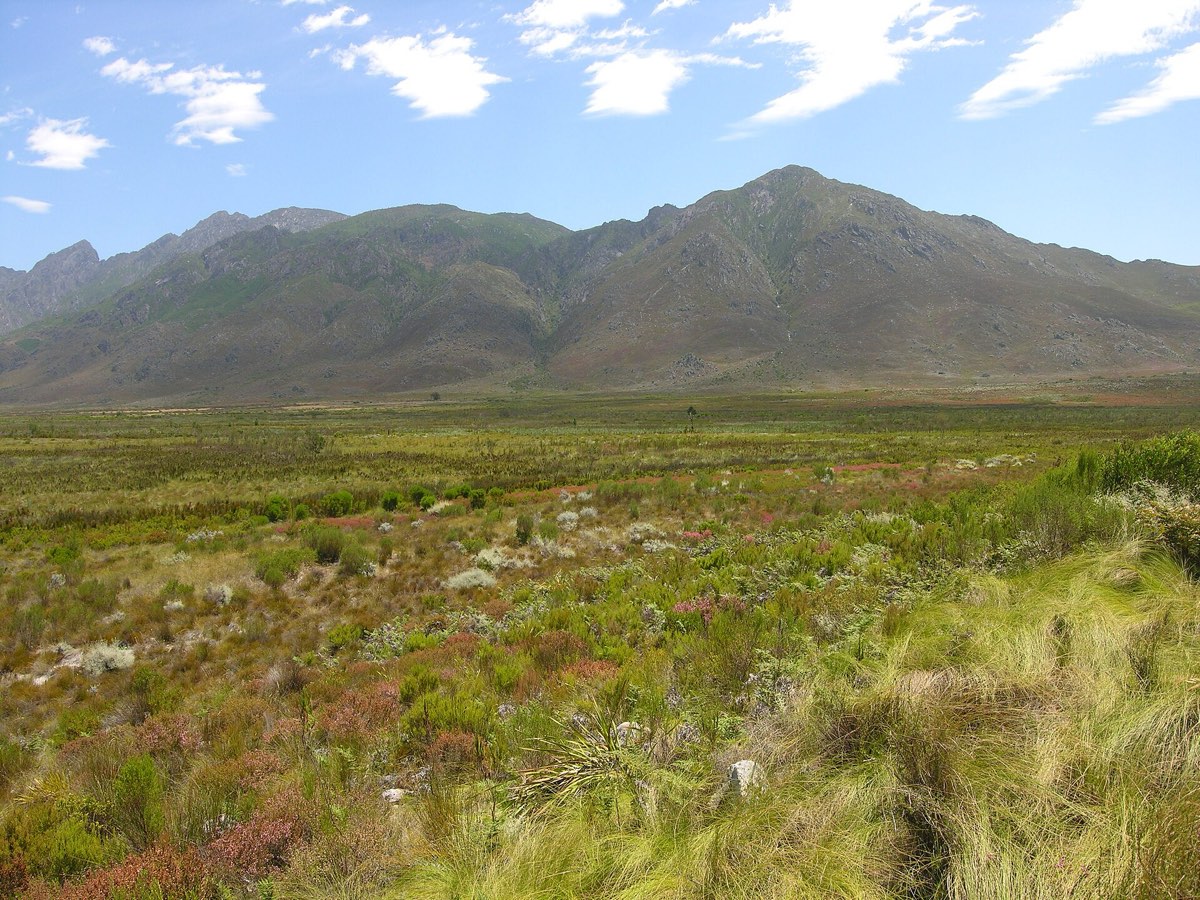 Low fynbos scrub with pink and green shrubs and tufted restios on a plain below rocky mountains near Franschhoek