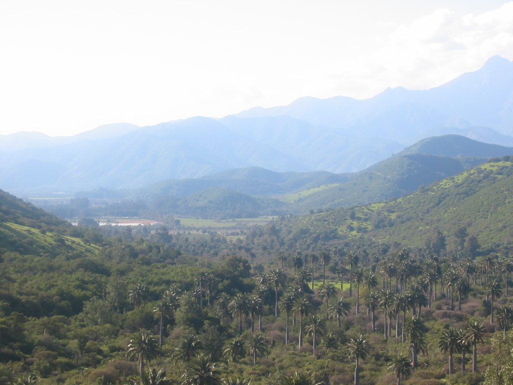 Chilean wine palms with thick trunks fill a green valley below the Chilean Coast Range in La Campana National Park