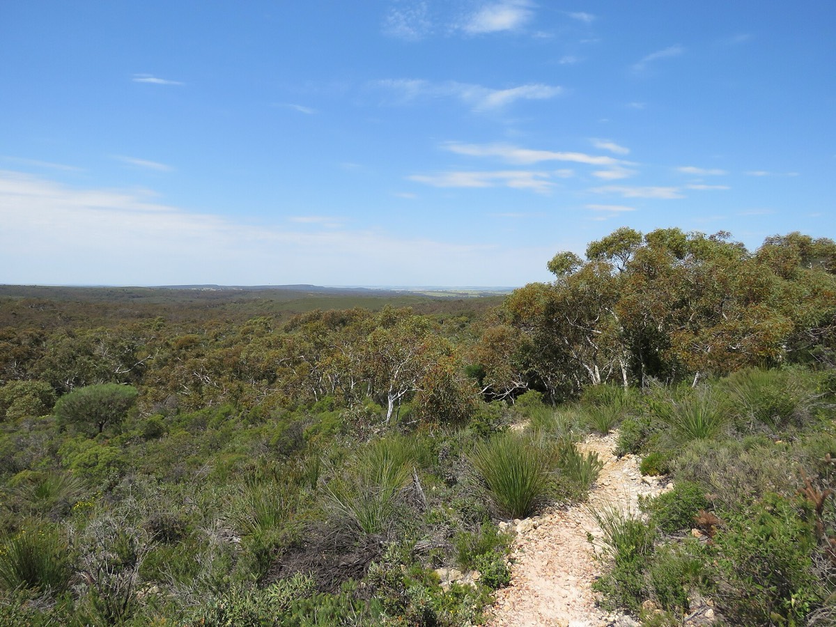 A sandy trail climbs through low heath and grass-tree tufts towards open eucalypt woodland under a blue sky