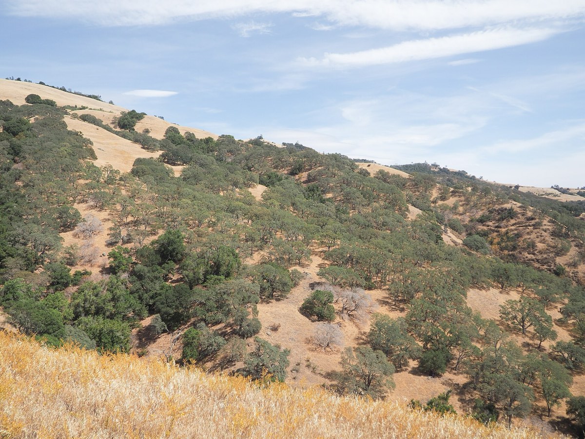Golden summer grass in the foreground with blue oaks scattered across dry slopes on Mount Diablo, California