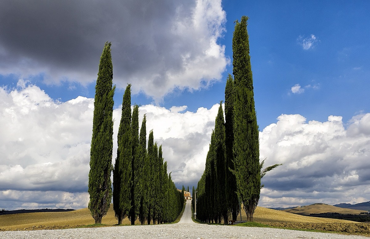 An avenue of tall, narrow cypress trees lines a white gravel road through dry Tuscan farmland