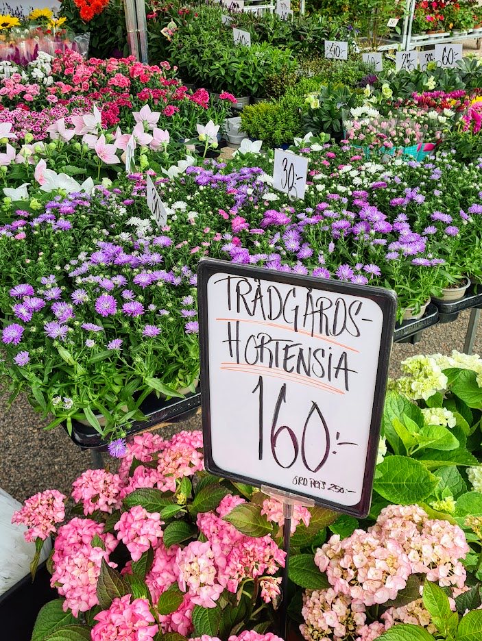 Handgeschriebenes Marktschild mit TRÄDGÅRDS-HORTENSIA 160:- über rosa Hortensien, dahinter weitere Preisschilder