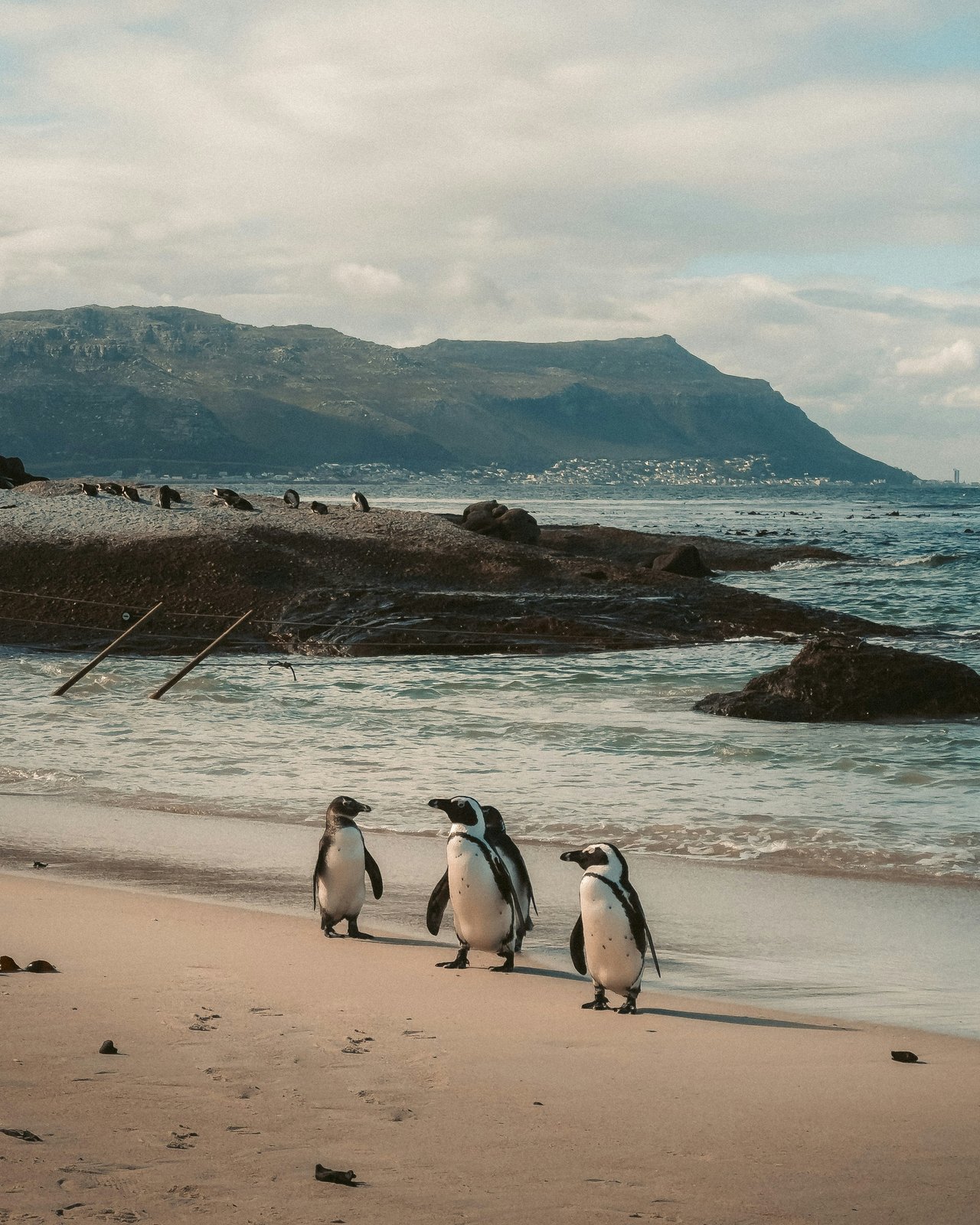 Zdjęcie z codziennego wyzwania z Cape Town, South Africa